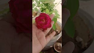 Gulab me khile फूल gardening shortvideo [upl. by Essyla]