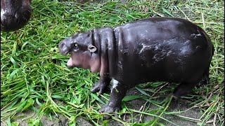 Moo Deng 4K Baby pygmy hippo Bouncy Pig Lunch time [upl. by Lenor667]