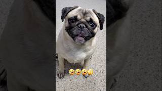 Time for a Pickled pun 😆🤣 dog pug cute funny fyp shorts [upl. by Enyalaj134]