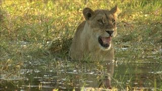 Lion Cubs Trying to Hunt Baboons  Wildlife  BBC Studios [upl. by Gnanmos]