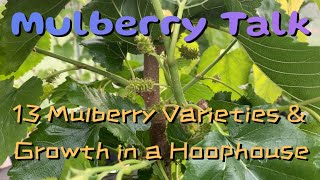 13 Mulberry Varieties amp How Mulberries Grow in a Hoophouse [upl. by Ritchie]