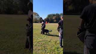 IGP control training💯💯💯 k9protection germanshepherd igp schutzhund [upl. by Savil]