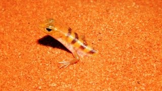 Amazing Broadbanded Sand Swimmers Eating Awesome reptiles Incredibles skinks [upl. by Zubkoff]