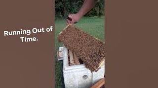 Adding Drawn Comb to a Late Swarm  Can They Store Enough Honey to Survive Winter [upl. by Dalton]