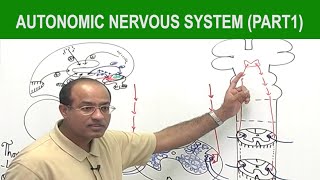 Autonomic Nervous System  Neurology  Neuroanatomy  Part 1🧠 [upl. by Aicert]