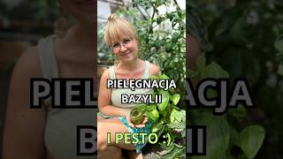 Tniemy i wcinamy  bazylia warzywa ogród garden gardening lato pesto ogrodkamilipl [upl. by Ahtekahs918]