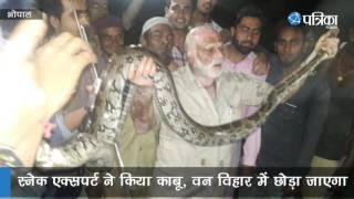 8 Feet Long Python  Found in Bhopal  Snake Catcher Caught the Snake [upl. by Faxen]