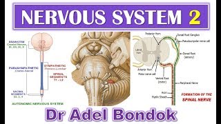 Introduction to the Nervous System Part 2 Dr Adel Bondok [upl. by Adonis255]