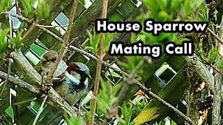 House Sparrow Mating Call  Bird Call Sounds  Sparrow Sounds [upl. by Kenzie105]