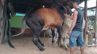 Pong 1 Breading From Cambodian 170923 [upl. by Fisken858]