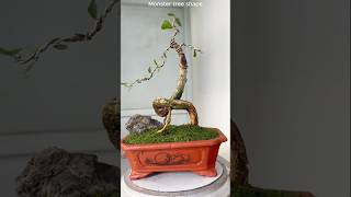 Create mini bonsai trees with unusual shapes [upl. by Loesceke]