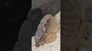 Androctonus Australis  Fat Tail Scorpion short [upl. by Nniuqal117]