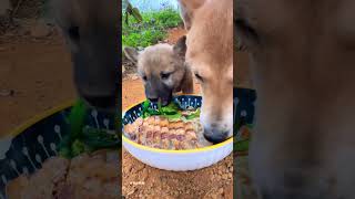 Dogs Eat Noodles Feed Dogs China Pastoral [upl. by Nyrahtak]