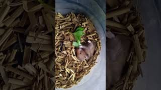 my Hamster eating of leaf 🍀shots [upl. by Cherilynn]