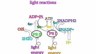 photosynthesis light reaction calvin cycle and electron transport T97ideasscience sciencenotes [upl. by Hereld85]