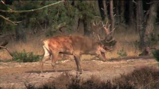 Hoogbronst Hoge Veluwe [upl. by Jasik903]