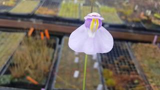 Utricularia humboldtii in flower [upl. by Audi]