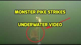 Monster Pike Strikes  Underwater Video [upl. by Trevah]