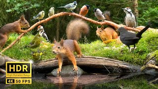 Squirrel and Bird Watching 10 hours Nature Fun for Cats amp Dogs amp Humans Alike 4K HDR [upl. by Wilden]