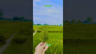 Green agriculture ringtone trending 2024 farmerboys trending song shortvideo trending 2024 [upl. by Lennod8]