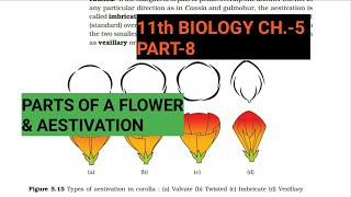 Class 11 BiologyCh5 Part8Parts of flower amp AestivationStudy with Farru [upl. by El]