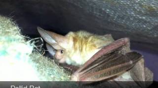 Pallid Bat feeding Antrozous pallidus [upl. by Russel]