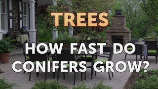 How Fast Do Conifers Grow [upl. by Amej19]