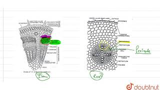 in root the pericycle is [upl. by Campball]