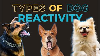 Dog Reactivity Training 2  Different Types of Dog Reactivity Reactive vs Aggressive Dog  More [upl. by Janessa632]