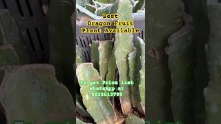 Best Dragon Fruit plant Guide  Best dragonfruit variety for farming guide ytshorts viralshorts [upl. by Imoen400]