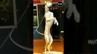 Tamil Nadu top 3 dangerous dog sri info dog shots [upl. by Gui]