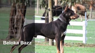 Beloka Bazz  Casterton 2016 [upl. by Fauman]