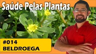 Saúde pelas Plantas  Beldroega hipertensão circulação sist imunológico colite disenteria [upl. by Yltsew]