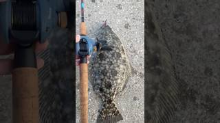 Flounder fishing in Corpus Christi tx with down south lure [upl. by Blisse852]