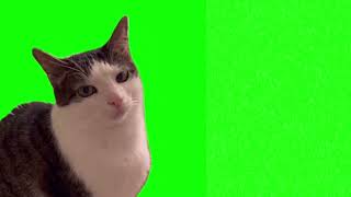 Annoyed cat meme green screen [upl. by Arleyne56]