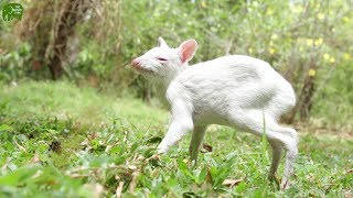 Rare Albino Chevrotain Saved from Predators [upl. by Maridel]