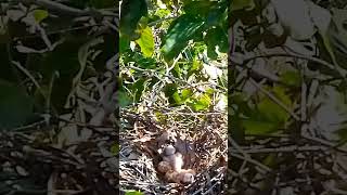 black winged kite baby bird abandoned by mother Ep1 [upl. by Ortrude]