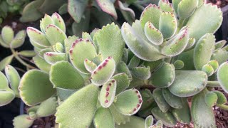 Can You Propagate Cotyledon Tomentosa From A Leaf A How To Guide [upl. by Dinan138]