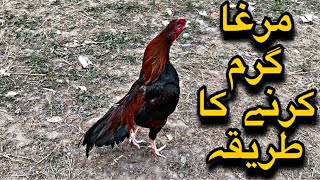 Murge Ko Garam Karne ka Tarika  Aseel Murga Powerful Food [upl. by Waddle]