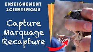 CMR  Capture Marquage Recapture  Enseignement Scientifique en Terminale [upl. by Ahras451]