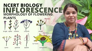 What is inflorescence  Class 11 Biology  Morphology of flowering plants  NCERT [upl. by Honorine]