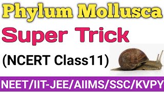 PhylumMolluscaTrick to learn Mollusca examples with common namesClass11NCERT biologyNEET PMT [upl. by Ettenal466]