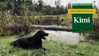 Kimi  Flat Coated Retriever  Our Favourite Weather is Here  2024 [upl. by Lymn]