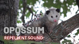 Opossum Repellent Sound [upl. by Mimajneb]