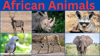 African Animals  African Forest Animals  African wild Animals [upl. by Ynot]