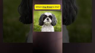 Which DOG BREED is this vocabulary english quiz pronunciation [upl. by Maxie]