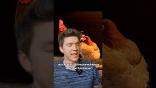 why do most people raise chickens over ducks homestead chicken homesteader [upl. by Cirted]