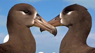 blackfooted albatross طائر القطرس رقص واصوات الطيور [upl. by Ellwood]