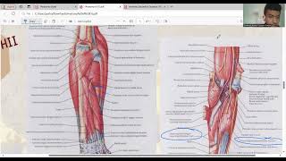 Anatomi Antebrachium dan Manus [upl. by Mead]