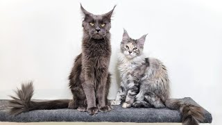 A Maine Coon Mother Showing How Much She Loves Her Kitten [upl. by Annetta664]